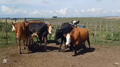 Lote VACAS ENTORADAS