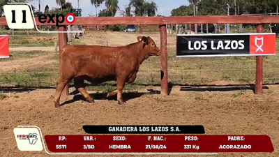 Lote LOTE 11