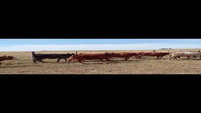Lote VIENTRES ENTORADOS