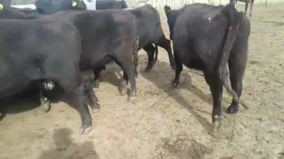 Lote 30 Vacas nuevas C/ gtia de preñez en Benito Juárez, Buenos Aires