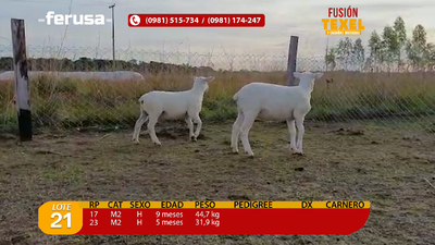 Lote Lote 21