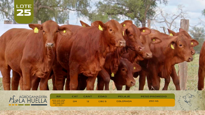 Lote LOTE 25