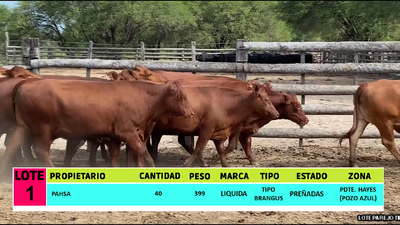 Lote LOTE 1 - 40 VAQUILLAS PREÑADAS CBO 0