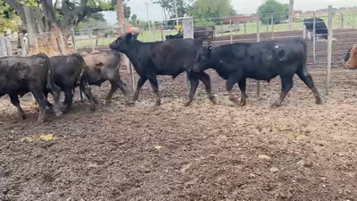 Lote 20 Terneros