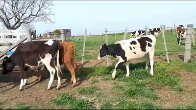Lote 5 Vacas de Invernada He y Xx en Juan Soler