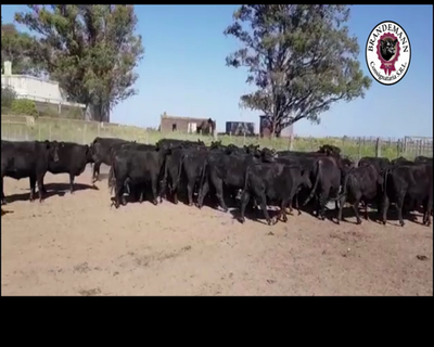 Lote 34 Vacas con Gtia de Preñez