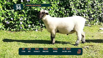 Lote LOTE 36