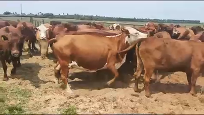Lote 25 Vacas de invernar en Corrientes, Tatacua