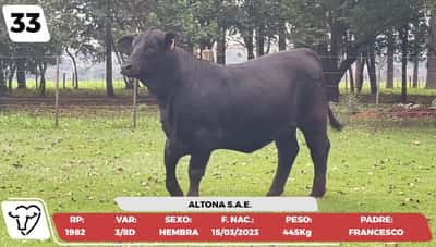 Lote LOTE 33