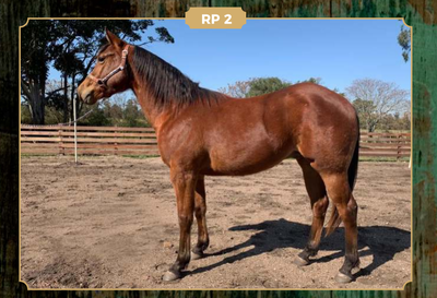 Lote PRIMER DOUBLE HOLLYWOOD