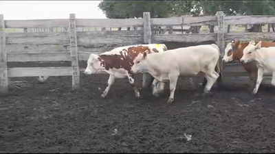 Lote (Vendido)5 Terneros y Terneras 190kg -  en EL CHILENO