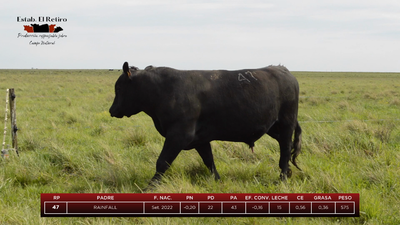 Lote Toros, Artigas