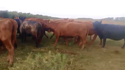 Lote 62 VACAS ( LIBRE DE VIEJAS) VACÍAS AL TACTO