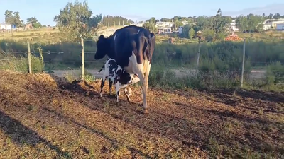 Lote PIEZAS DE CRIA