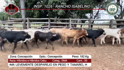 Lote 10 Terneros en Asunción