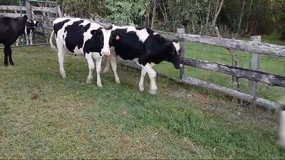 Lote 5 Novillos 220kg - , San José