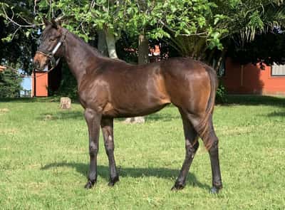 Lote NAUNET
