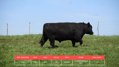 Lote Toros, Cerro Largo