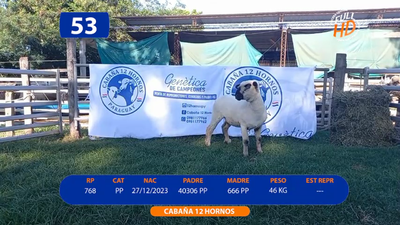 Lote LOTE 53