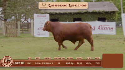 Lote MACHO