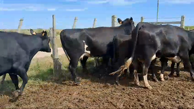 Lote 18 Piezas de cría Cruzas Angus en Ruta 23 Km 120