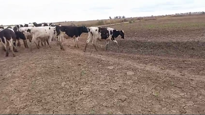 Lote 25 Novillitos Holando Argentino en Porteña, Córdoba