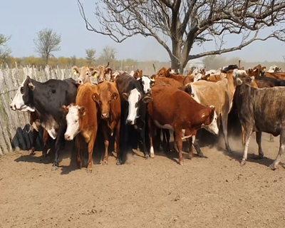 Lote 43 Vacas de invernar en Mariano I. Loza, Corrientes