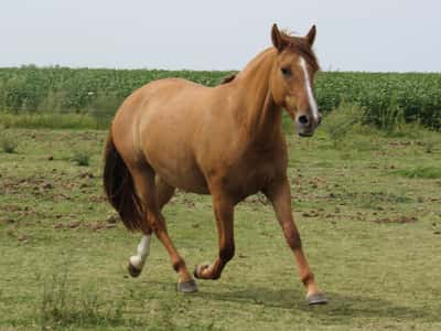 Lote Niña Bonita Don Miguel