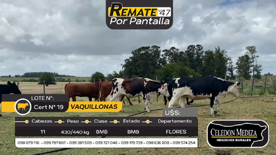 Lote 11 Vaquillonas  en Otra Localidad, Flores