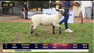 Lote LOTE 29