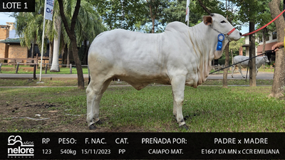 Lote LOTE 1