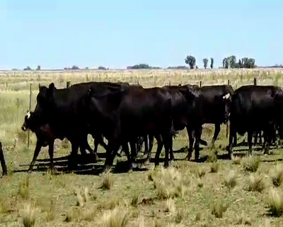 Lote 236 Vacas medio uso en Olavarría, Buenos Aires