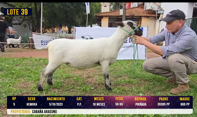 Lote LOTE 39