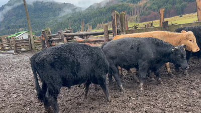 Lote 20 Ternero en Coyhaique, XI Región Aysén