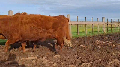 Lote VACAS PREÑADAS
