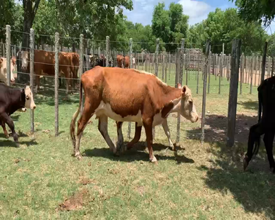 Lote 8 Piezas de cría en Melo, Cerro Largo