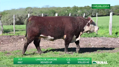 Lote TOROS POLLED HEREFORD