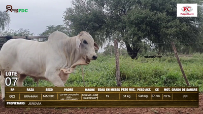 Lote Machos BRAHMAN en Pioneros del Chaco S.A.