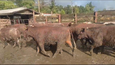 Lote 40 Novillo Gordo en Los Ángeles, VIII Región Biobío