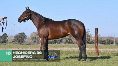Lote Lote 16