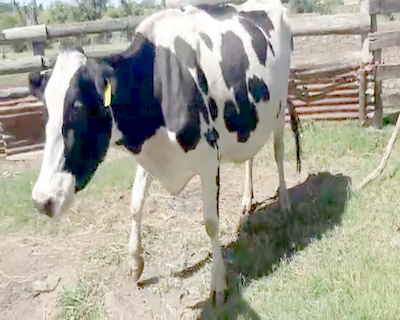 Lote Vacas de Invernada HOLANDO 450kg - , San José