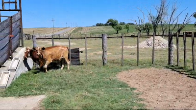 Lote TERNEROS
