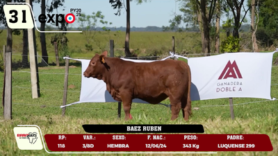 Lote LOTE 31