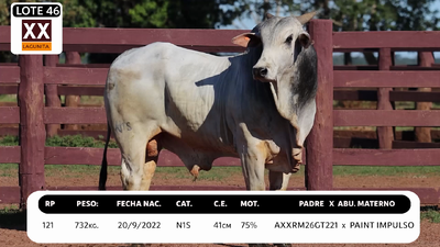Lote LOTE 46
