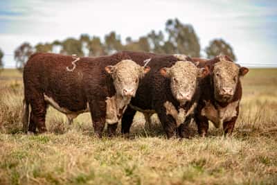 Lote Toro PR