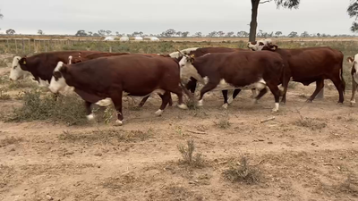 Lote 135 Vacas nuevas C/ gtia de preñez en Bandera, Santiago del Estero