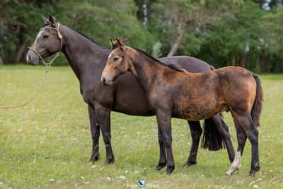 Lote JAGUEL RIENDA