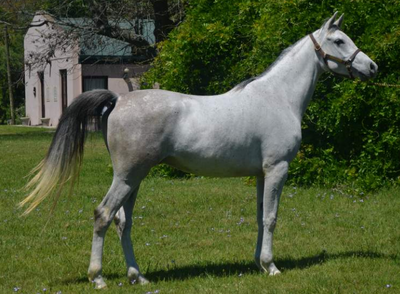 Lote PORTOFINO HLM