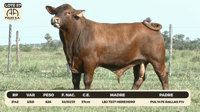 Lote LOTE 57