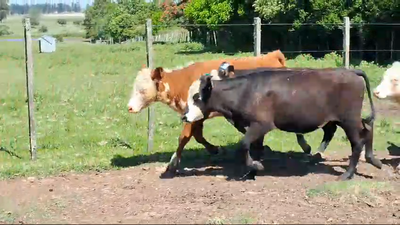 Lote 12 Terneros Hereford y Angus en Mal Abrigo